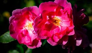 Preview wallpaper rose, petals, flowers, leaves, macro, pink