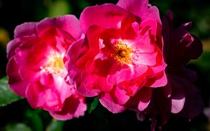 Preview wallpaper rose, petals, flowers, leaves, macro, pink
