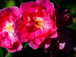 Preview wallpaper rose, petals, flowers, leaves, macro, pink