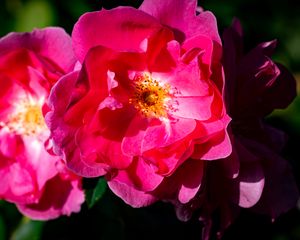 Preview wallpaper rose, petals, flowers, leaves, macro, pink