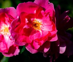 Preview wallpaper rose, petals, flowers, leaves, macro, pink
