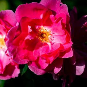 Preview wallpaper rose, petals, flowers, leaves, macro, pink