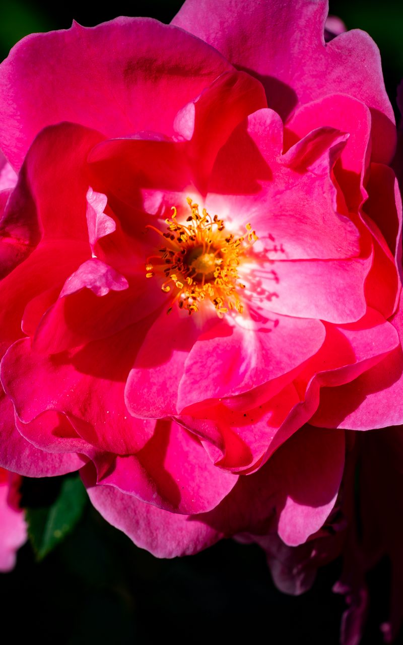 800x1280 Wallpaper rose, petals, flowers, leaves, macro, pink