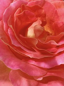 Preview wallpaper rose, petals, flowers, macro, pink