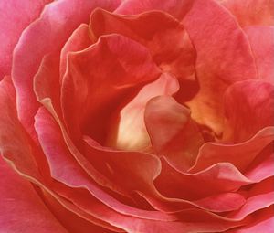 Preview wallpaper rose, petals, flowers, macro, pink