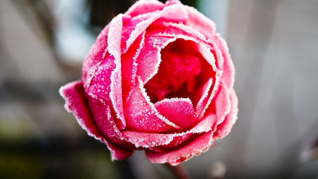 Wallpaper rose, petals, frost