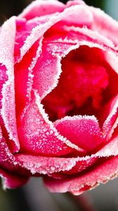 Preview wallpaper rose, petals, frost