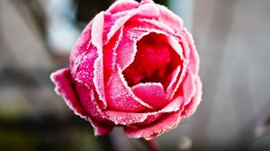 Preview wallpaper rose, petals, frost