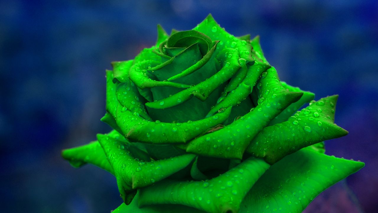 Wallpaper rose, petals, green, closeup