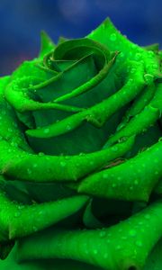 Preview wallpaper rose, petals, green, closeup