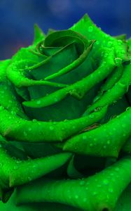 Preview wallpaper rose, petals, green, closeup
