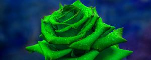 Preview wallpaper rose, petals, green, closeup