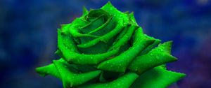 Preview wallpaper rose, petals, green, closeup