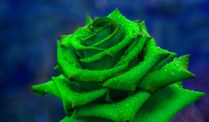 Preview wallpaper rose, petals, green, closeup