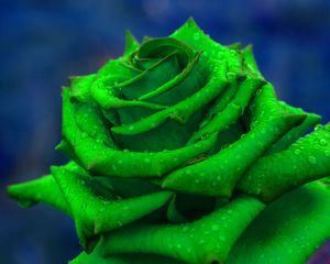 Preview wallpaper rose, petals, green, closeup
