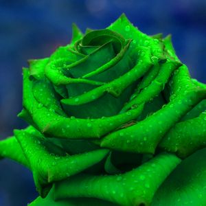 Preview wallpaper rose, petals, green, closeup