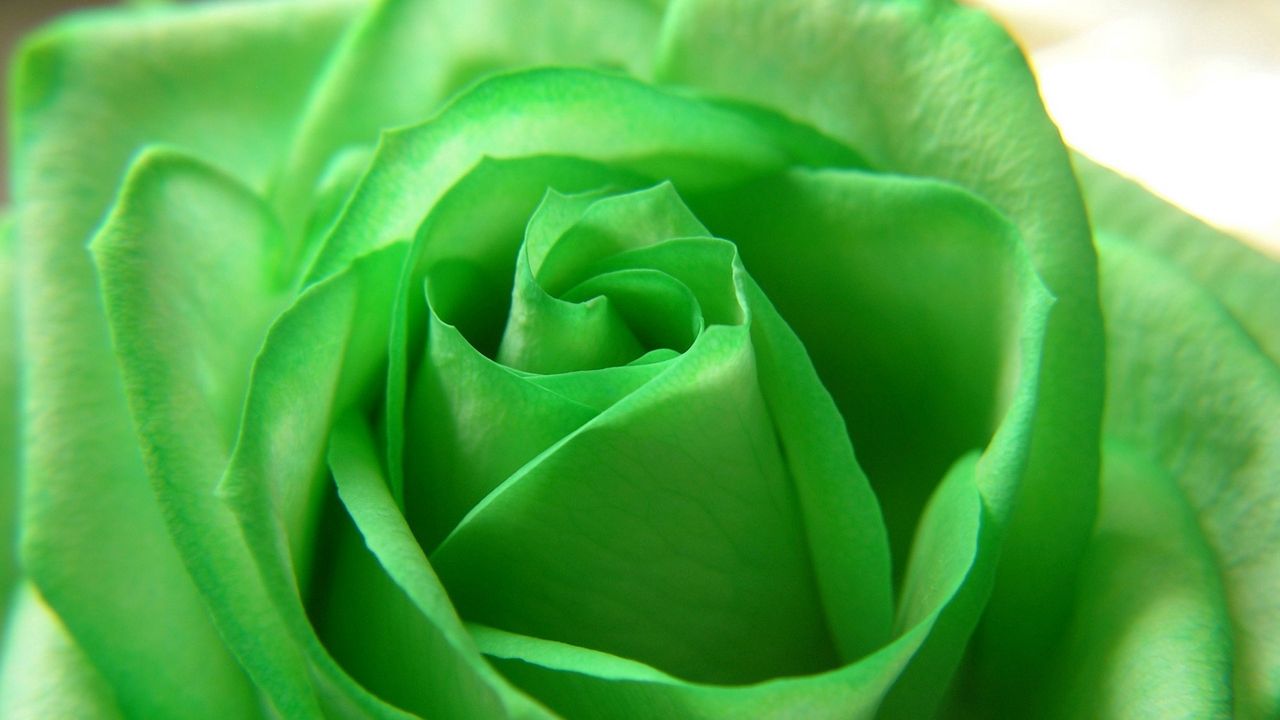 Wallpaper rose, petals, green, bud