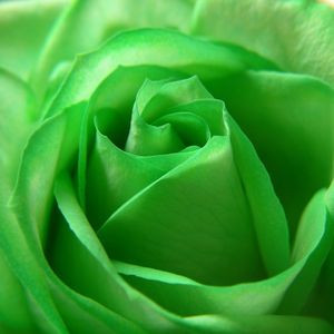 Preview wallpaper rose, petals, green, bud