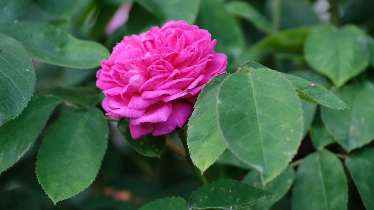 Wallpaper rose, petals, leaves, plant, macro