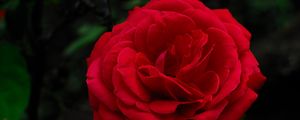 Preview wallpaper rose, petals, leaves, flower, macro