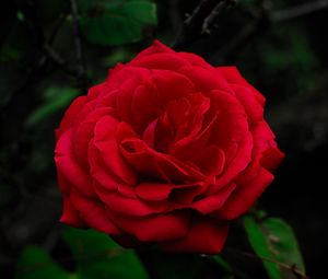 Preview wallpaper rose, petals, leaves, flower, macro