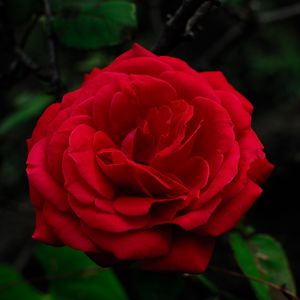 Preview wallpaper rose, petals, leaves, flower, macro