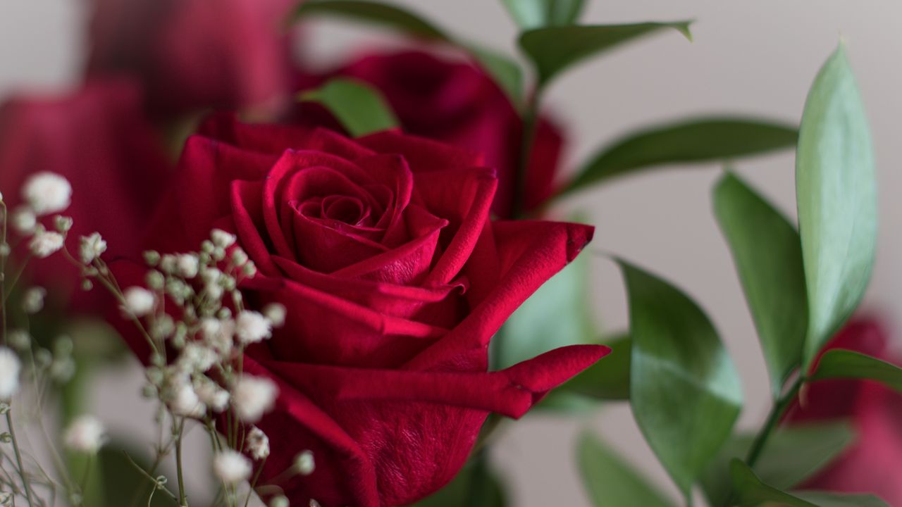 Wallpaper rose, petals, leaves, blur, flowers, macro