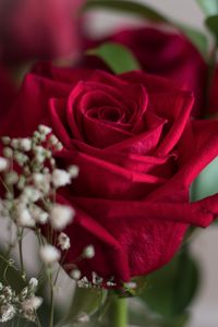 Preview wallpaper rose, petals, leaves, blur, flowers, macro