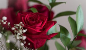 Preview wallpaper rose, petals, leaves, blur, flowers, macro