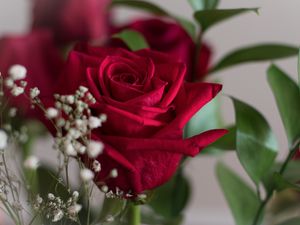 Preview wallpaper rose, petals, leaves, blur, flowers, macro