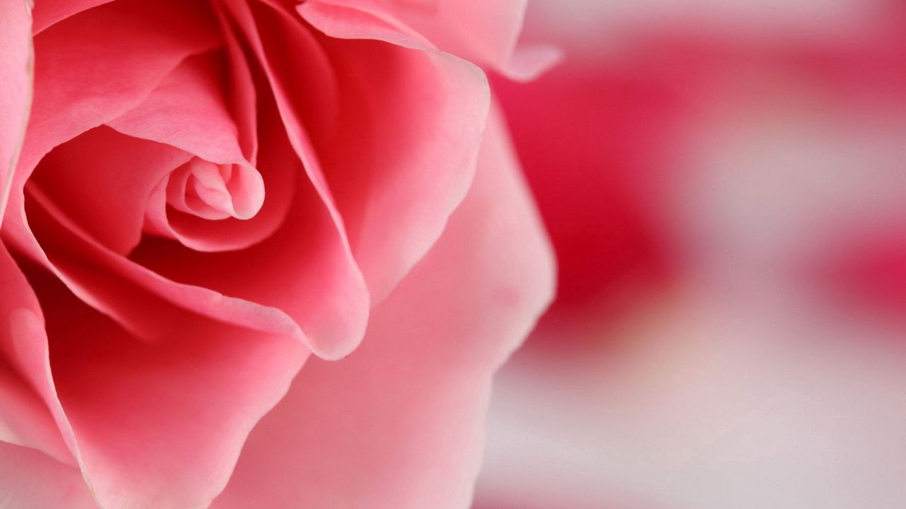 Wallpaper rose, petals, light