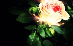 Preview wallpaper rose, petals, light
