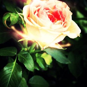Preview wallpaper rose, petals, light