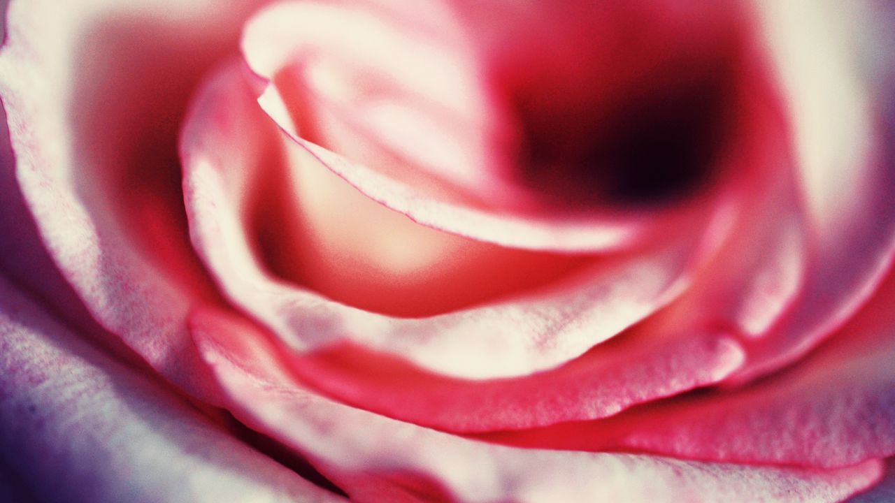 Wallpaper rose, petals, macro, close-up