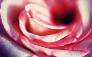 Preview wallpaper rose, petals, macro, close-up