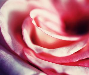 Preview wallpaper rose, petals, macro, close-up