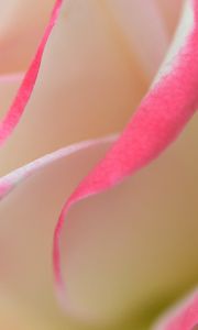 Preview wallpaper rose, petals, macro, bud