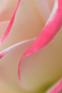 Preview wallpaper rose, petals, macro, bud