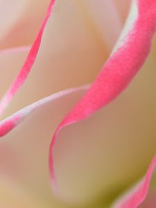 Preview wallpaper rose, petals, macro, bud