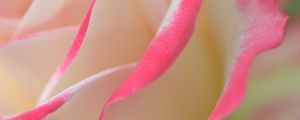 Preview wallpaper rose, petals, macro, bud