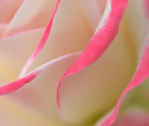 Preview wallpaper rose, petals, macro, bud