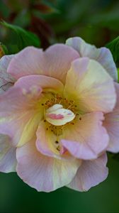 Preview wallpaper rose, petals, macro, flower, plant