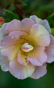 Preview wallpaper rose, petals, macro, flower, plant