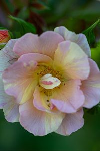 Preview wallpaper rose, petals, macro, flower, plant