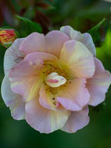 Preview wallpaper rose, petals, macro, flower, plant