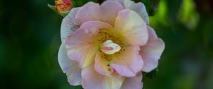 Preview wallpaper rose, petals, macro, flower, plant