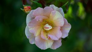 Preview wallpaper rose, petals, macro, flower, plant