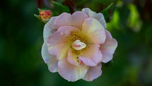 Preview wallpaper rose, petals, macro, flower, plant
