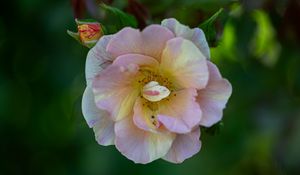 Preview wallpaper rose, petals, macro, flower, plant
