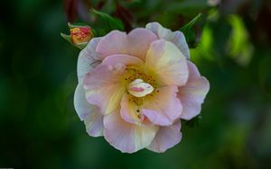 Preview wallpaper rose, petals, macro, flower, plant